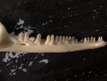 Media type: image;   Herpetology R-137300